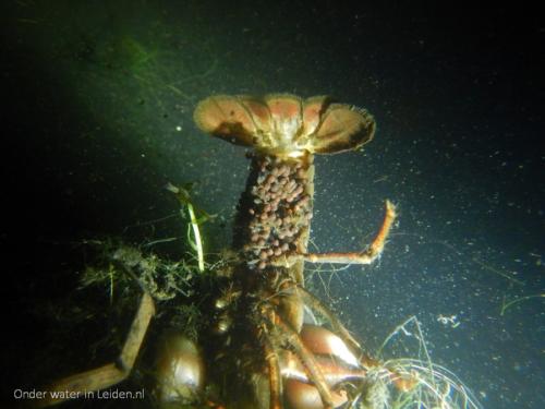 19sep2021 M-clarkii-vrouw-met-eieren-4